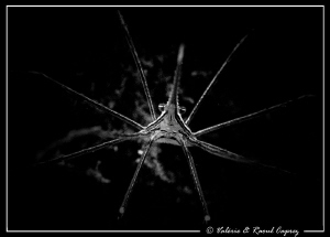 New star :-) (Stenorhynchus lanceolatus) by Raoul Caprez 